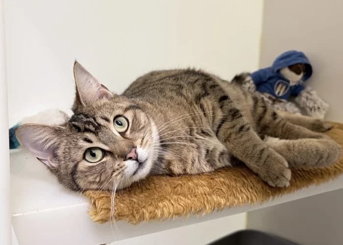Tiger
									
																		
									
										Being Assessed
									
									
									
, male Mixed Breed Cat for adoption at RSPCA Danaher Animal Home, Braintree — photo 2 of 4