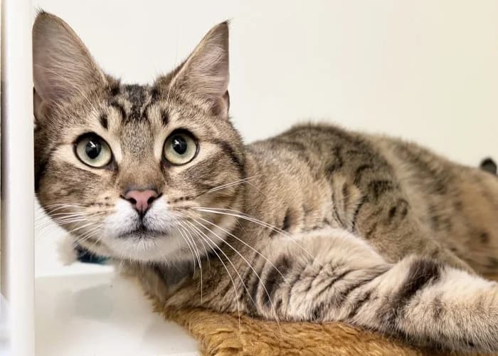 Tiger
									
																		
									
										Being Assessed
									
									
									
, male Mixed Breed Cat for adoption at RSPCA Danaher Animal Home, Braintree — photo 3 of 4