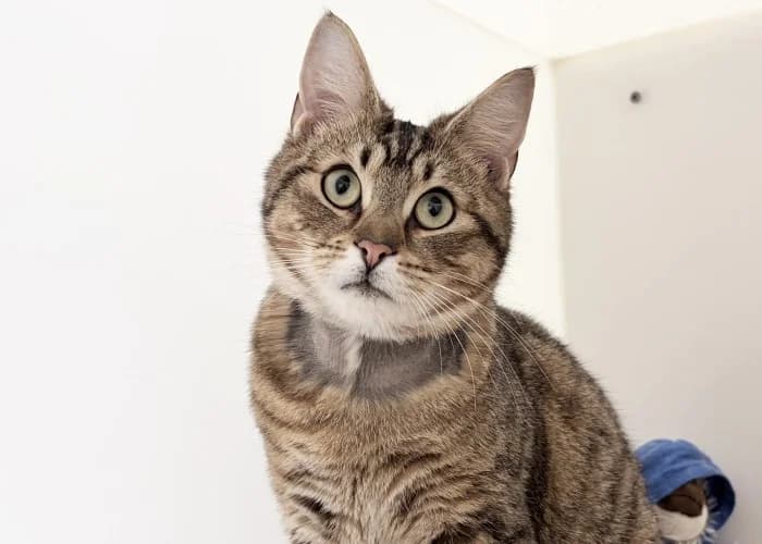 Tiger
									
																		
									
										Being Assessed
									
									
									
, male Mixed Breed Cat for adoption at RSPCA Danaher Animal Home, Braintree — photo 4 of 4