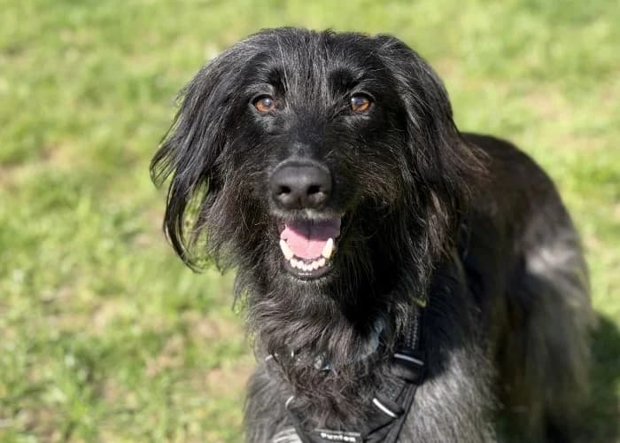 Rosie
									
																		
									
										Available
									
									
									
					, female mixed breed for adoption at RSPCA Danaher Animal Home, Braintree