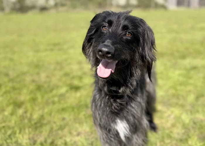 Rosie
									
																		
									
										Available
									
									
									
					, black female mixed breed for adoption at RSPCA Danaher Animal Home, Braintree — photo 2 of 8