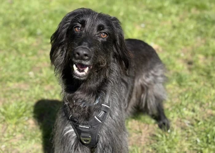 Rosie
									
																		
									
										Available
									
									
									
					, black female mixed breed for adoption at RSPCA Danaher Animal Home, Braintree — photo 3 of 8