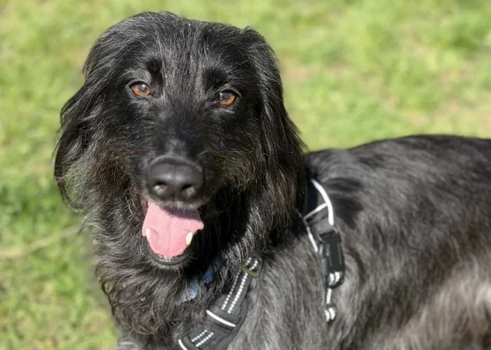 Rosie
									
																		
									
										Available
									
									
									
					, black female mixed breed for adoption at RSPCA Danaher Animal Home, Braintree — photo 4 of 8
