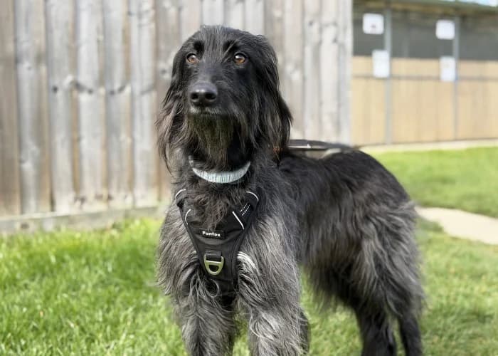 Rosie
									
																		
									
										Available
									
									
									
					, black female mixed breed for adoption at RSPCA Danaher Animal Home, Braintree — photo 5 of 8