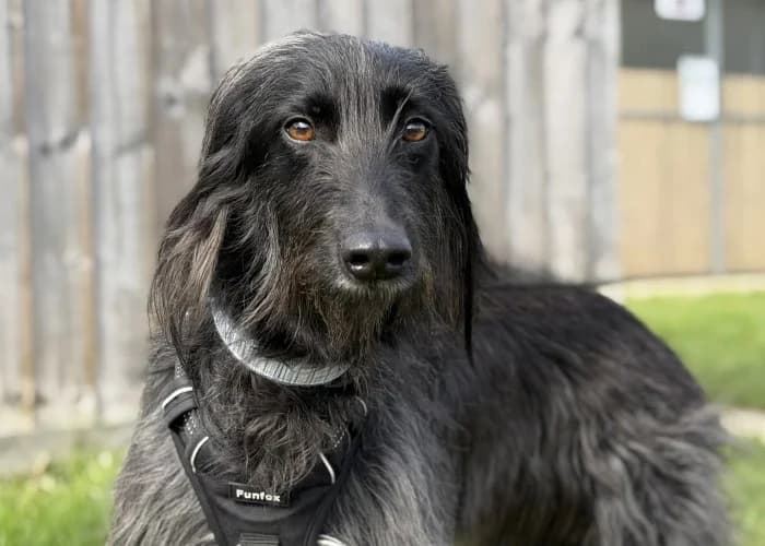 Rosie
									
																		
									
										Available
									
									
									
					, black female mixed breed for adoption at RSPCA Danaher Animal Home, Braintree — photo 6 of 8