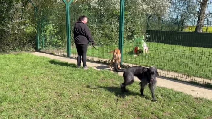 Rosie
									
																		
									
										Available
									
									
									
					, black female mixed breed for adoption at RSPCA Danaher Animal Home, Braintree — photo 7 of 8