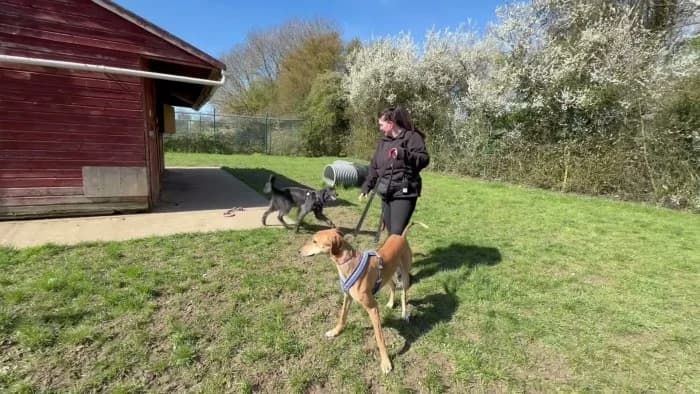Rosie
									
																		
									
										Available
									
									
									
					, black female mixed breed for adoption at RSPCA Danaher Animal Home, Braintree — photo 8 of 8