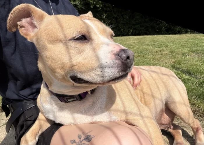 Lois, female senior Staffordshire Bull Terrier for adoption at RSPCA Danaher Animal Home, Braintree
