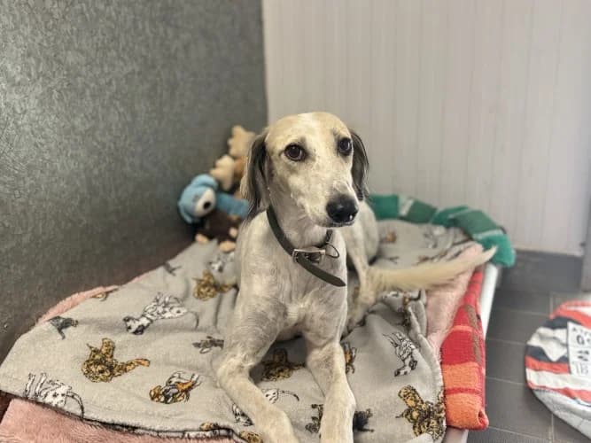 Fiona, female 3yo Saluki for adoption at RSPCA Danaher Animal Home, Braintree