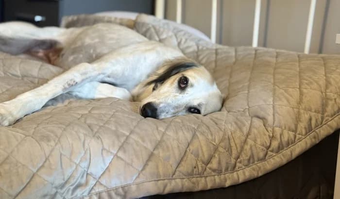 Fiona, female 3yo Saluki for adoption at RSPCA Danaher Animal Home, Braintree