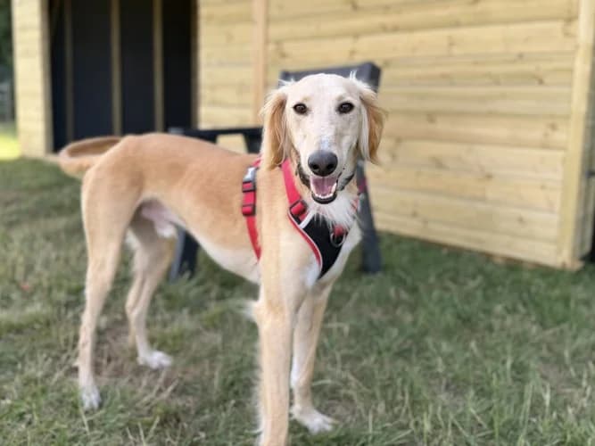 Rupert, male young Saluki for adoption at RSPCA Danaher Animal Home, Braintree