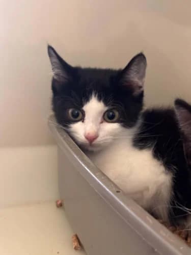 Dotty & Flora, female puppy Mixed Breed Cat for adoption at RSPCA Danaher Animal Home, Braintree
