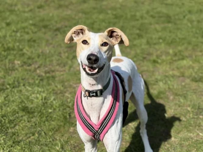 Pickle, white male mixed breed for adoption at RSPCA Danaher Animal Home, Braintree