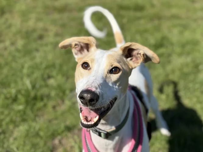 Pickle, male puppy mixed breed for adoption at RSPCA Danaher Animal Home, Braintree