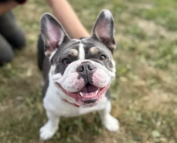 Lolly, female 4yo English Bulldog for adoption at RSPCA Danaher Animal Home, Braintree