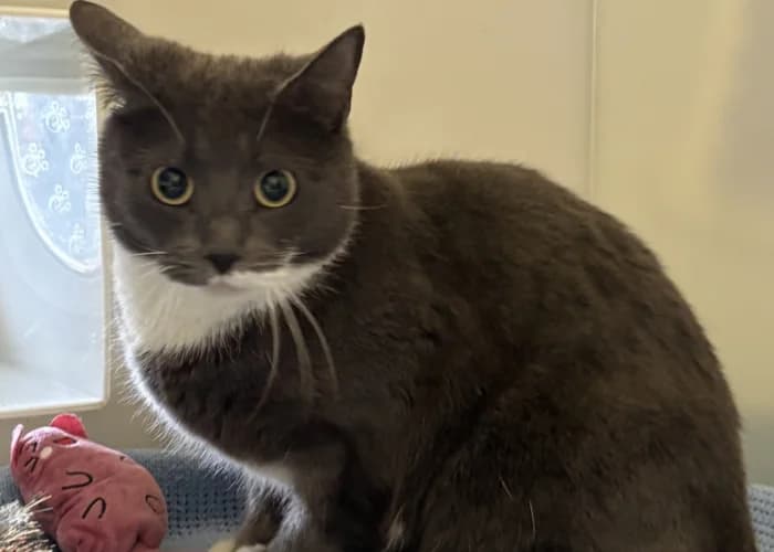 Ocean, female Mixed Breed Cat for adoption at RSPCA Danaher Animal Home, Braintree