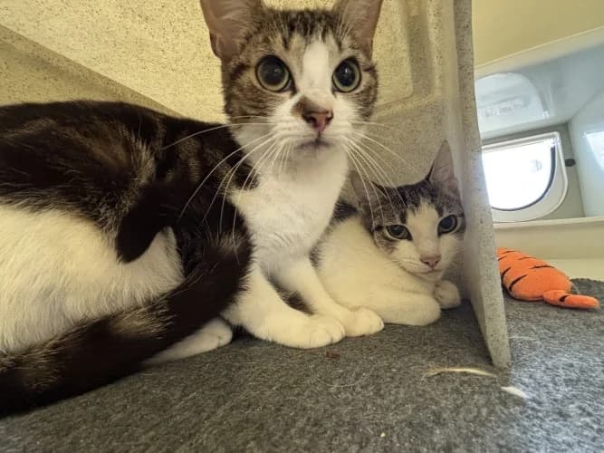 Katie & Lucy, female Mixed Breed Cat for adoption at RSPCA Danaher Animal Home, Braintree