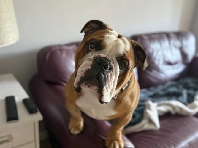 tato, male 3yo English Bulldog for adoption at RSPCA Danaher Animal Home, Braintree