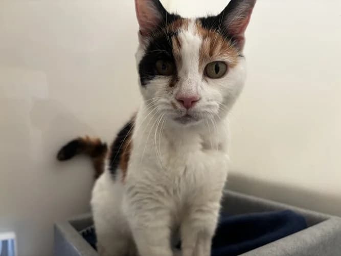 Bubbles, female Mixed Breed Cat for adoption at RSPCA Danaher Animal Home, Braintree