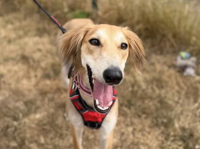 Norman, Lurcher (RSPCA Danaher Animal Home)