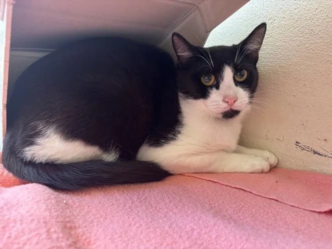 Sparkle, male young Mixed Breed Cat for adoption at RSPCA Danaher Animal Home, Braintree
