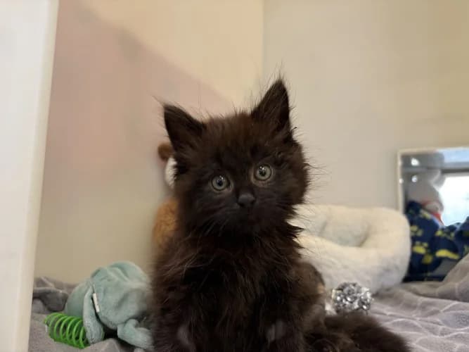 Pepper
									
																		
									
										Available
									
									
									
				, male Mixed Breed Cat for adoption at RSPCA Danaher Animal Home, Braintree