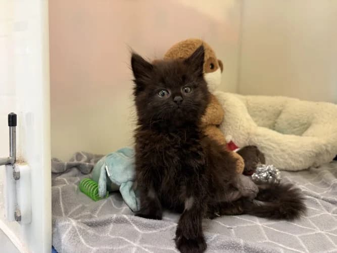 Pepper
									
																		
									
										Available
									
									
									
				, male Mixed Breed Cat for adoption at RSPCA Danaher Animal Home, Braintree — photo 2 of 4