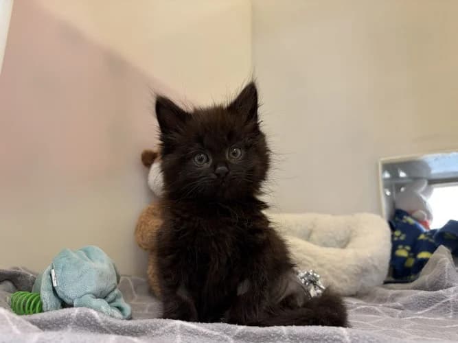 Pepper
									
																		
									
										Available
									
									
									
				, male Mixed Breed Cat for adoption at RSPCA Danaher Animal Home, Braintree — photo 3 of 4