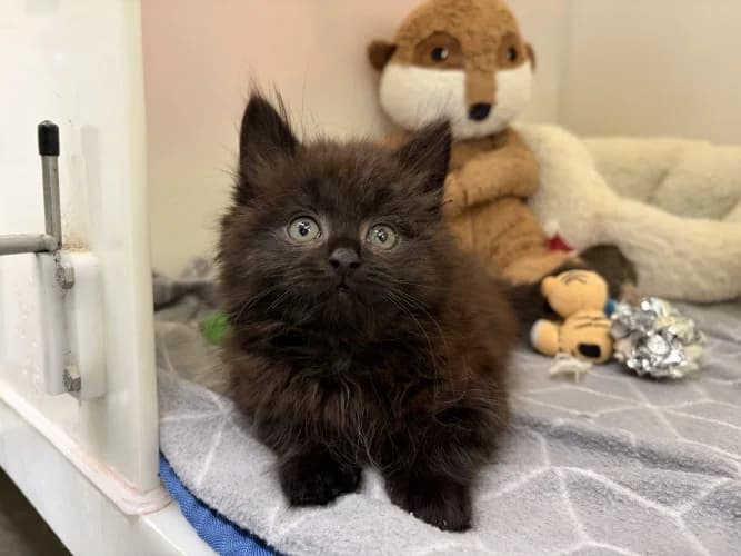 Pepper
									
																		
									
										Available
									
									
									
				, male Mixed Breed Cat for adoption at RSPCA Danaher Animal Home, Braintree — photo 4 of 4