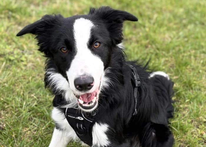 Rex Temporarily Reserved More Information, male young Border Collie for adoption at RSPCA Danaher Animal Home, Braintree