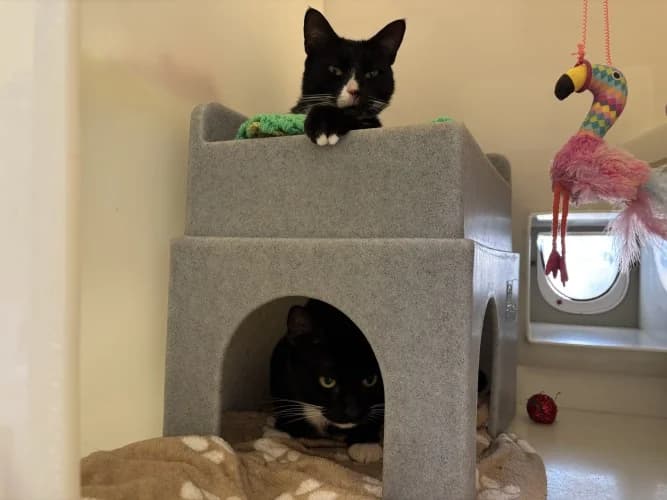 Lucien & Flash,  Mixed Breed Cat for adoption at RSPCA Danaher Animal Home, Braintree