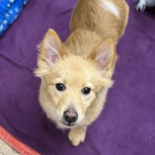 Zach, Pomeranian (RSPCA Danaher Animal Home)
