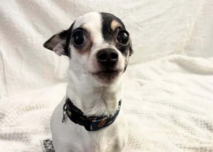 Alana, Jack Russell Terrier (RSPCA Danaher Animal Home)