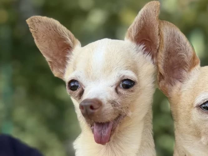 Trumpet, male Chihuahua for adoption at RSPCA Danaher Animal Home, Braintree