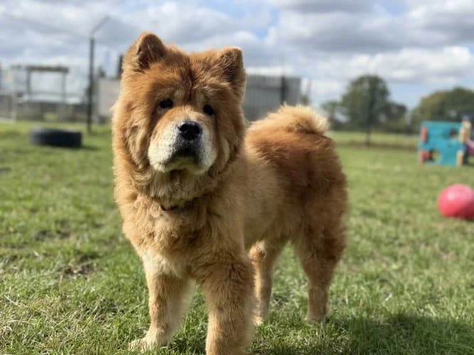 minnie, female Chow Chow for adoption at RSPCA Danaher Animal Home, Braintree