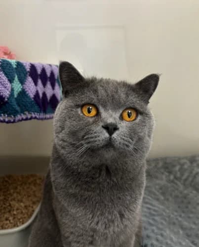 Teddy, male young mixed breed for adoption at RSPCA Danaher Animal Home, Braintree