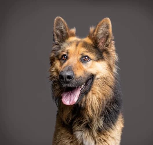 Bonzo Available More Information, male 3yo German Shepherd for adoption at RSPCA Danaher Animal Home, Braintree