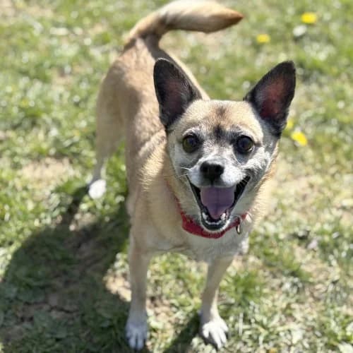Blu Temporarily Reserved More Information, female senior Mixed Breed for adoption at RSPCA Danaher Animal Home, Braintree