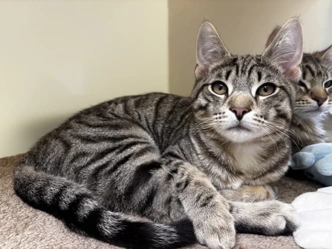 Vimto, Mixed Breed Cat (RSPCA Danaher Animal Home)