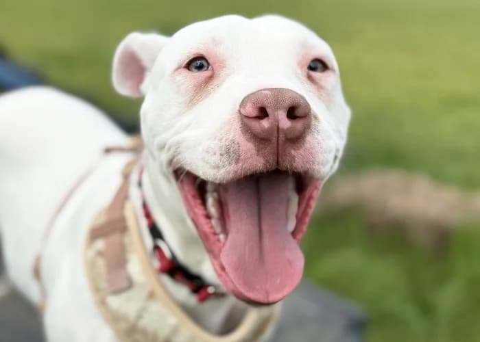 Crystal, female puppy English Bulldog for adoption at RSPCA Danaher Animal Home, Braintree