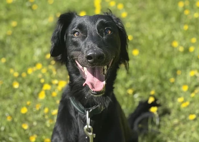 Teddy, male 4yo Whippet for adoption at RSPCA Danaher Animal Home, Braintree