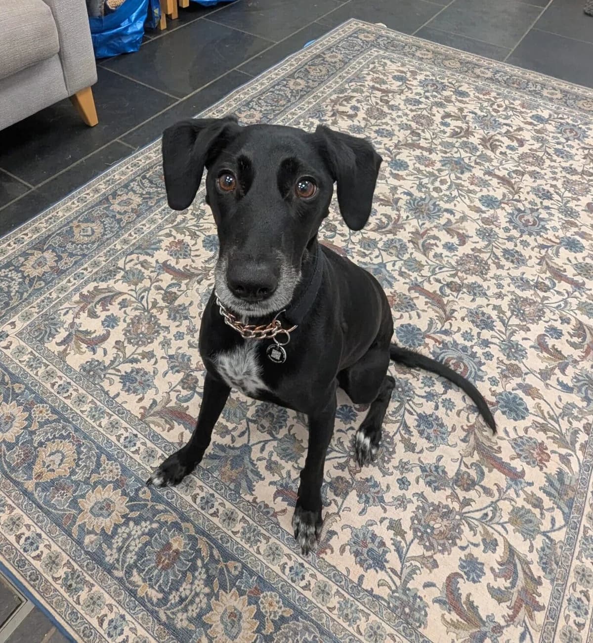 Bella, female 4yo Labrador Retriever for adoption at DAWGS