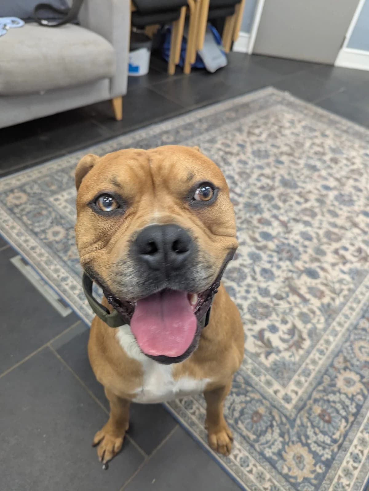Biggie, male young English Bulldog for adoption at DAWGS