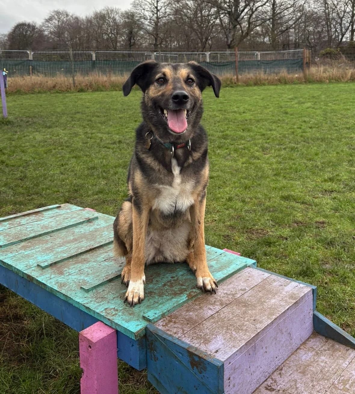 Breagha, female 5yo mixed breed for adoption at DAWGS