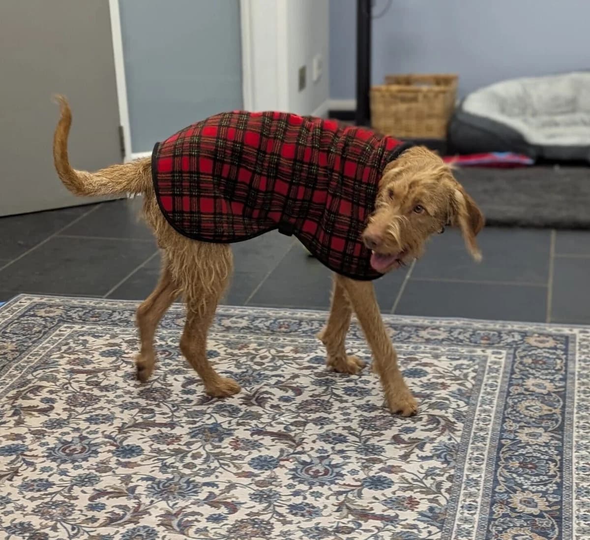 Caleb, male young mixed breed for adoption at DAWGS