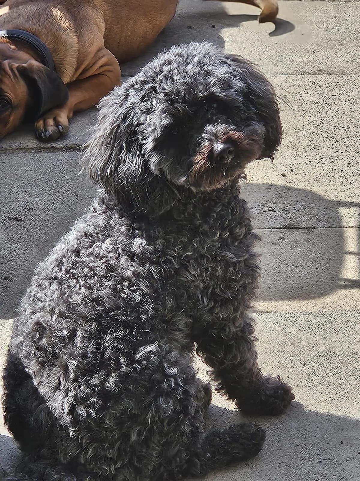 Chico, female 4yo mixed breed for adoption at DAWGS