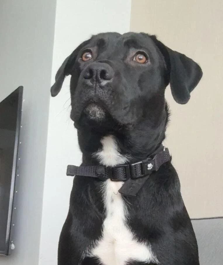 Dexter, male senior Staffordshire Bull Terrier for adoption at DAWGS