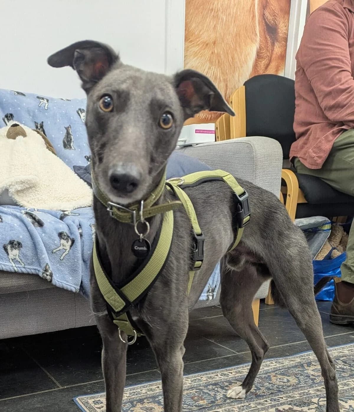 Goose, male Whippet for adoption at DAWGS