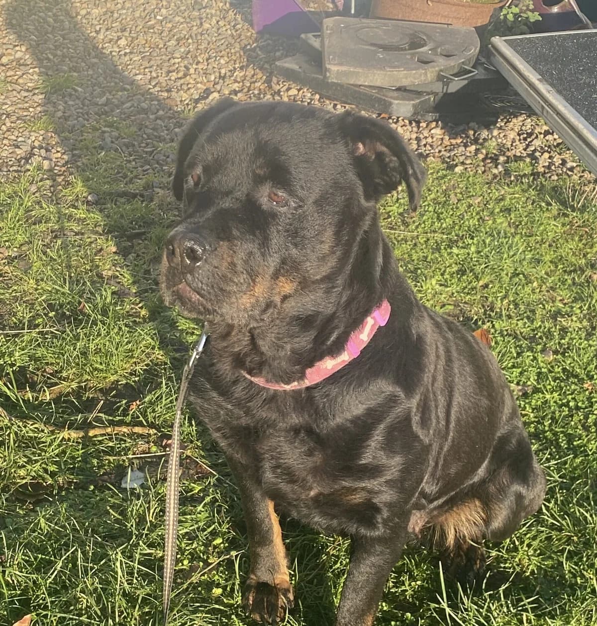 Holly, female 5yo Rottweiler for adoption at DAWGS