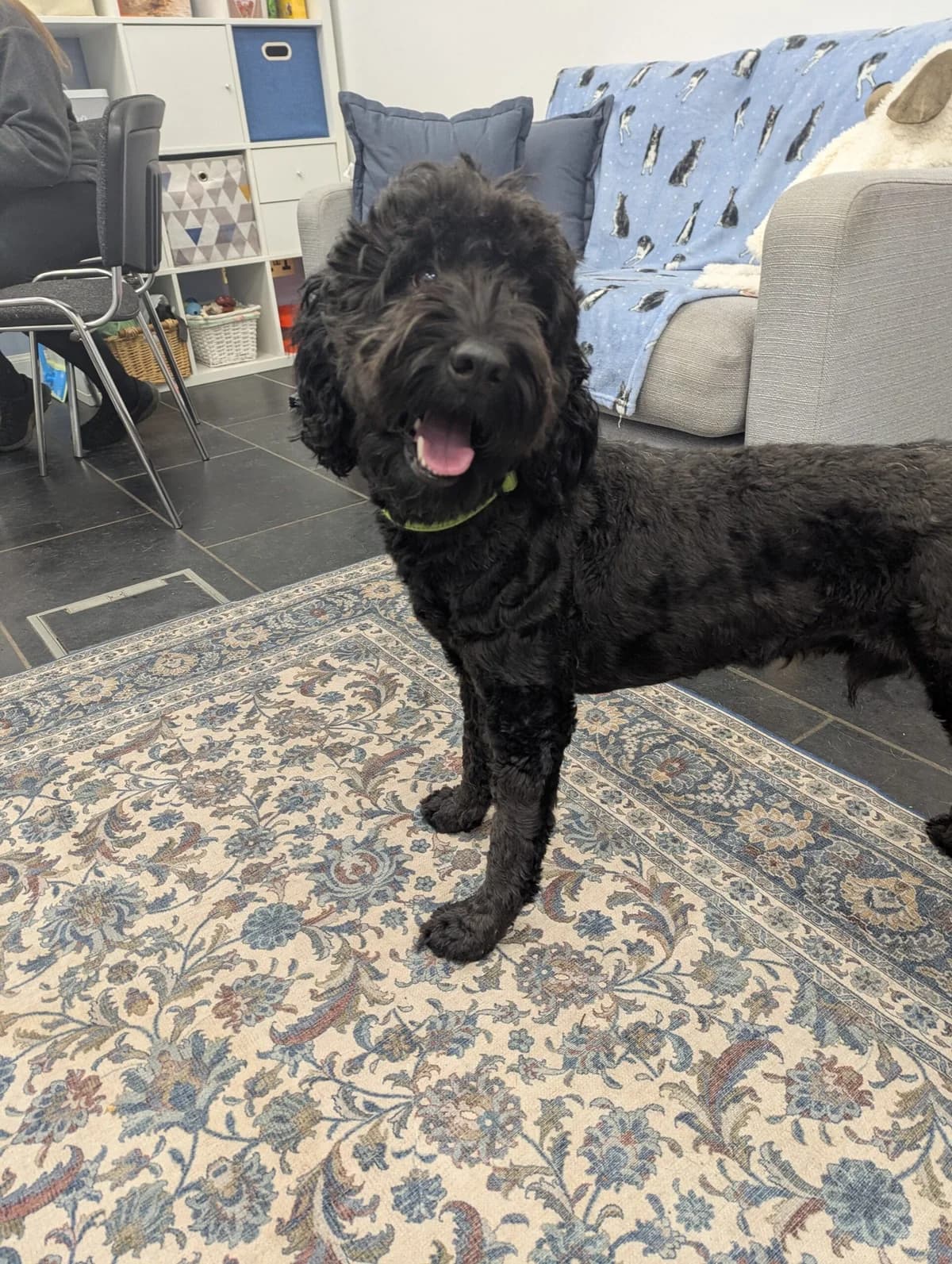 Hoopy, male Labradoodle for adoption at DAWGS